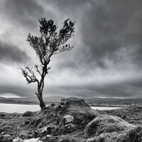 Buy canvas prints of Lone tree on a windswept Isle of Skye by Matt Hill
