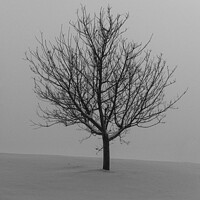 Buy canvas prints of Lone Tree on a snow covered hill. by Matt Hill