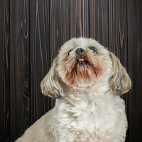 Buy canvas prints of Animal dog by Jason Atack