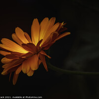 Buy canvas prints of A close up of a flower by Jason Atack