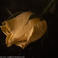 Buy canvas prints of Yellow Rose by Jason Atack