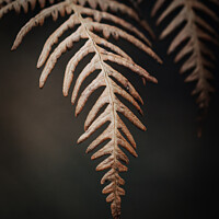 Buy canvas prints of A close up of a plant by Jason Atack