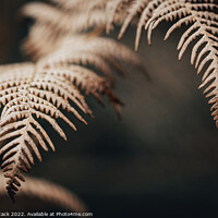 Buy canvas prints of Selective focus of a Fern by Jason Atack