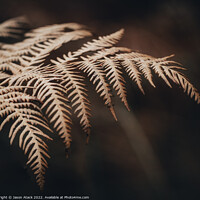 Buy canvas prints of Fern by Jason Atack