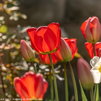 Buy canvas prints of Tulips by Jason Atack