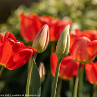 Buy canvas prints of Tulips by Jason Atack