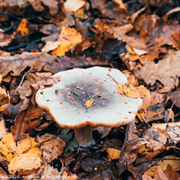 Buy canvas prints of Fungi by Jason Atack