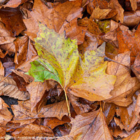 Buy canvas prints of Autumn Leaves by Jason Atack