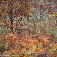 Buy canvas prints of Autumn woodland by Jason Atack