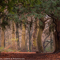 Buy canvas prints of Autumn Woodland Trees by Jason Atack