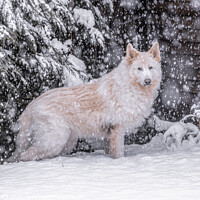 Buy canvas prints of A dog that is covered in snow by Jason Atack