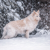 Buy canvas prints of A dog sitting in the snow by Jason Atack