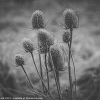 Buy canvas prints of Teasel by Jason Atack