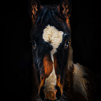 Buy canvas prints of Horse by Jason Atack