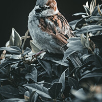 Buy canvas prints of Sparrow by Jason Atack