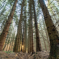 Buy canvas prints of Dalby Staindale 10k route by Kieron Middleton