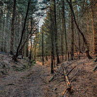 Buy canvas prints of Dalby Forest by Kieron Middleton