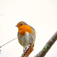 Buy canvas prints of Robin in Autumn by Graham Watters