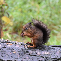 Buy canvas prints of Red Squirrel Feeding by Graham Watters