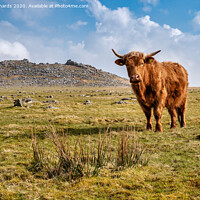 Buy canvas prints of Highland cow on Roughtor by Paul Richards