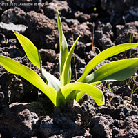 Buy canvas prints of Plant growing up through lava by Paul Richards