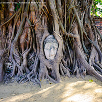 Buy canvas prints of Buddha wrapped in tree roots by Paul Richards