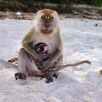 Buy canvas prints of A monkey sitting on a beach, with its baby by Paul Richards