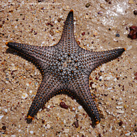 Buy canvas prints of Starfish by Paul Richards