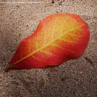Buy canvas prints of Leaf on a beach by Paul Richards