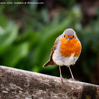 Buy canvas prints of Robin by Paul Richards