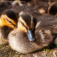 Buy canvas prints of Baby ducks by Paul Richards
