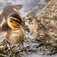 Buy canvas prints of Baby duck by Paul Richards