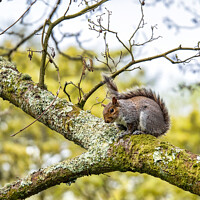 Buy canvas prints of Squirrel by Paul Richards
