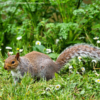 Buy canvas prints of A squirrel standing on grass by Paul Richards