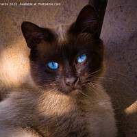 Buy canvas prints of Siamese cat by Paul Richards