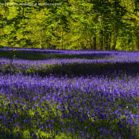 Buy canvas prints of Bluebells by Paul Richards