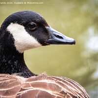 Buy canvas prints of Canada Goose by Paul Richards