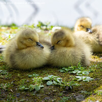 Buy canvas prints of Baby Canada geese by Paul Richards