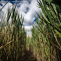 Buy canvas prints of Walking through the reeds by Paul Richards