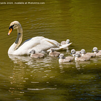 Buy canvas prints of Swan with family by Paul Richards