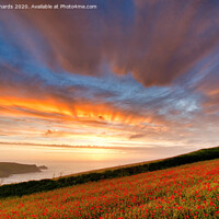 Buy canvas prints of Poppies by Paul Richards