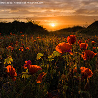 Buy canvas prints of Poppies at sunset by Paul Richards