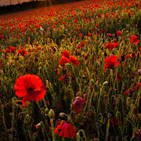 Buy canvas prints of Field of poppies by Paul Richards
