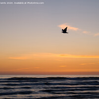Buy canvas prints of Bird and sunset by Paul Richards