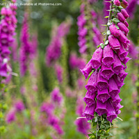 Buy canvas prints of Foxglove by Paul Richards