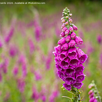 Buy canvas prints of Foxglove by Paul Richards