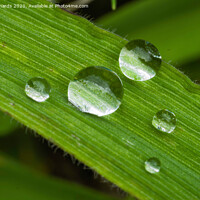 Buy canvas prints of Water droplets by Paul Richards