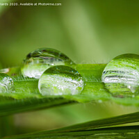 Buy canvas prints of Droplets of water on grass by Paul Richards