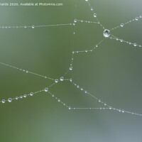 Buy canvas prints of Water droplets on a spider web by Paul Richards