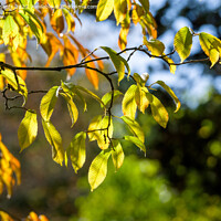 Buy canvas prints of Autumn leaves by Paul Richards
